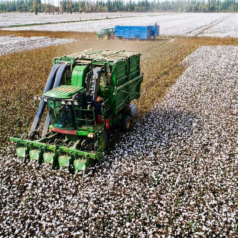 Cotton's Global Thread: How Xinjiang's Output Impacts Indian Textile Competitiveness