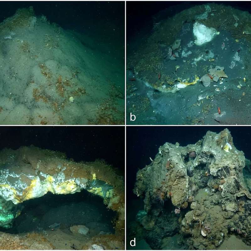Unveiling the Arctic's Hidden Ecosystem: Methane Hydrates and Chemosynthetic Life