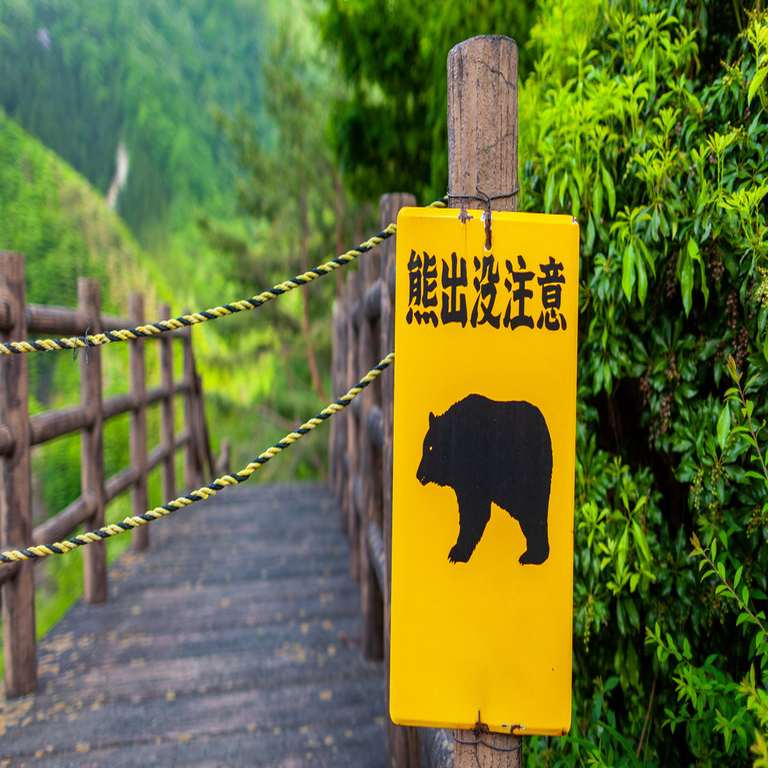 Bears and Borders: The Unexpected Human-Wildlife Conflict in Japan