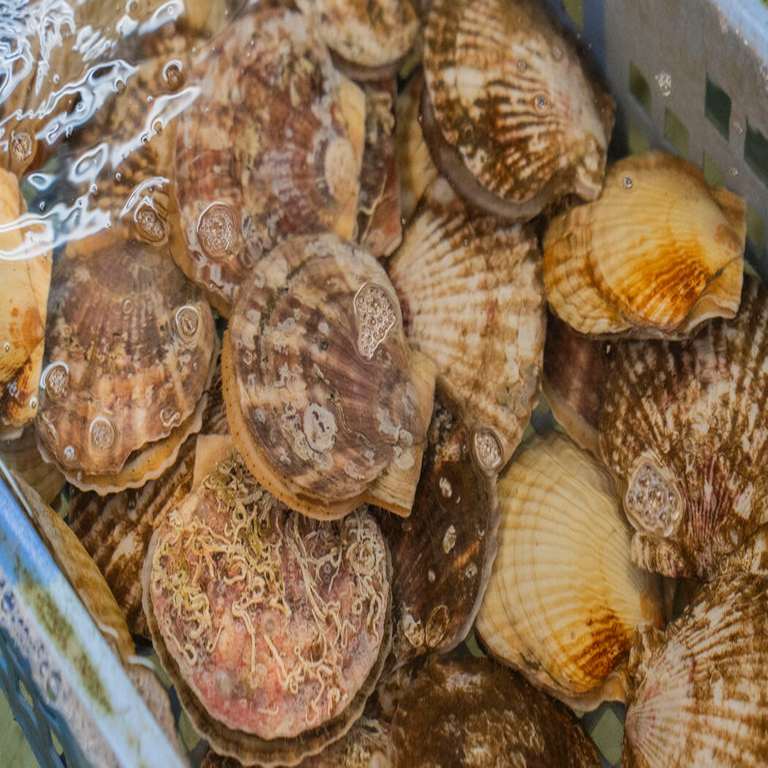 Navigating Seafood and Sovereignty: The Role of Japanese Scallops in Sino-Japanese Relations